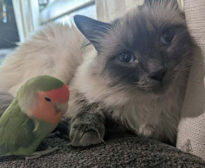 Even Seen A Cat And A Bird Be Friends?