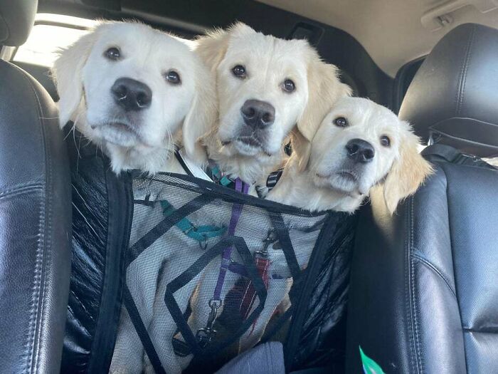 The Mythical Cerberus Puppy Has Appeared! You Must Give It Treats To Pass, Or You Risk Getting Kisses