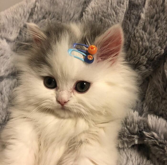 Fluffy kitten with hair clips on soft blanket, unique cat breeds.