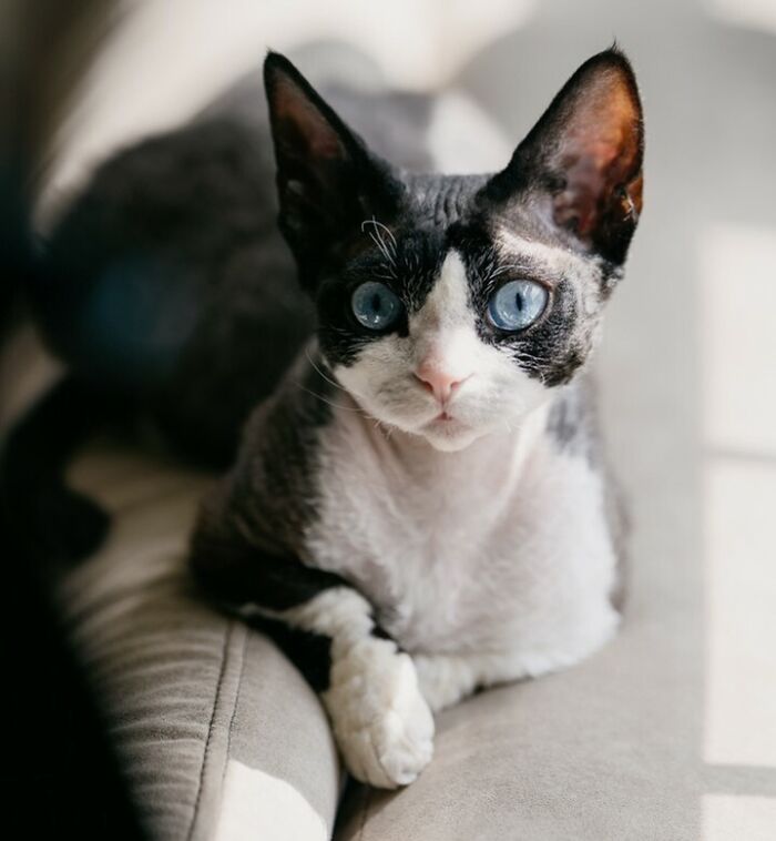 A unique cat breed with striking blue eyes and short fur, lounging in sunlight.