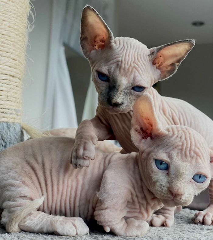 Two unique hairless cats with blue eyes lounging together.