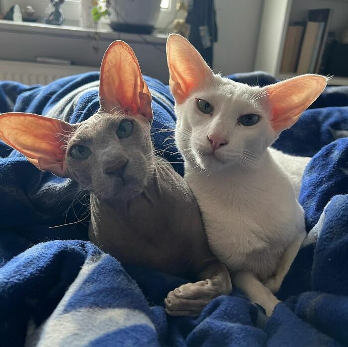 Two unique cat breeds with large ears, one hairless and one white, resting on a blue blanket.