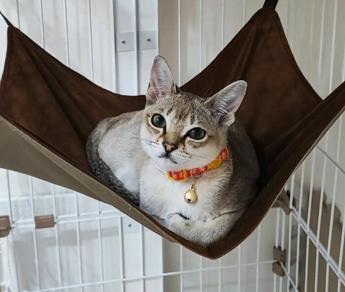 Unique cat breed lounging in a hammock, wearing a colorful collar with a bell.