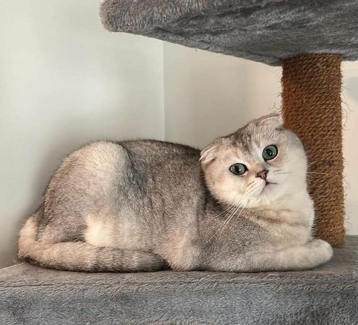 Scottish Fold cat with unique folded ears lounging on a cat tree, showcasing distinct breed features.
