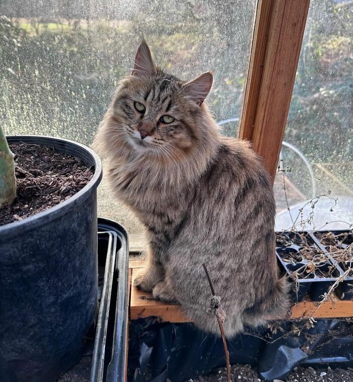 Fluffy cat in a window, showcasing unique features of distinct cat breeds.