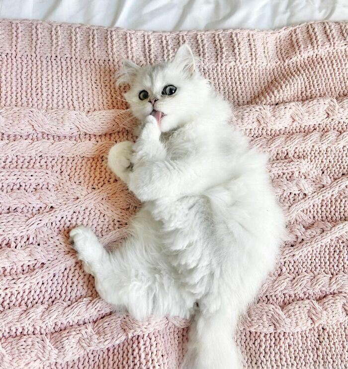 Fluffy white cat on a pink knitted blanket, representing unique cat breeds.