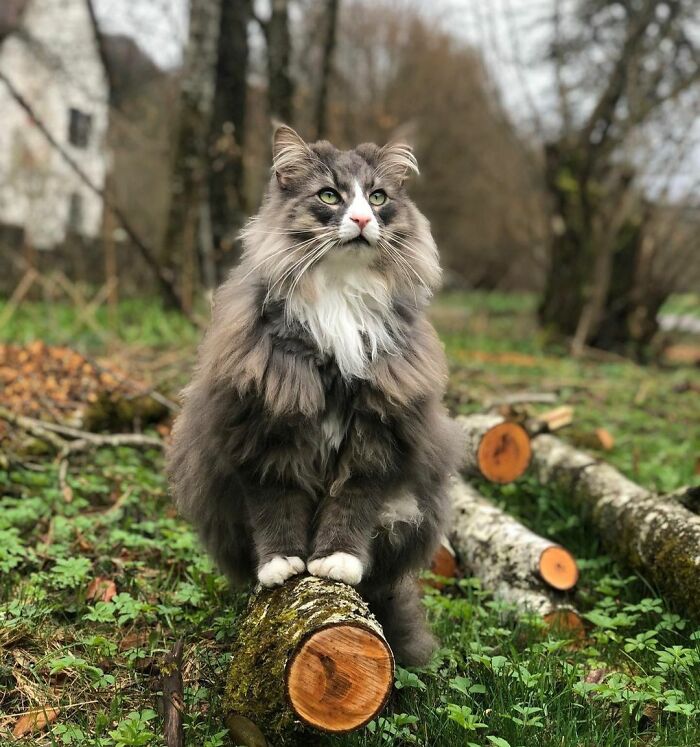 Fluffy cat sitting on a log in a forest setting, showcasing a unique cat breed.