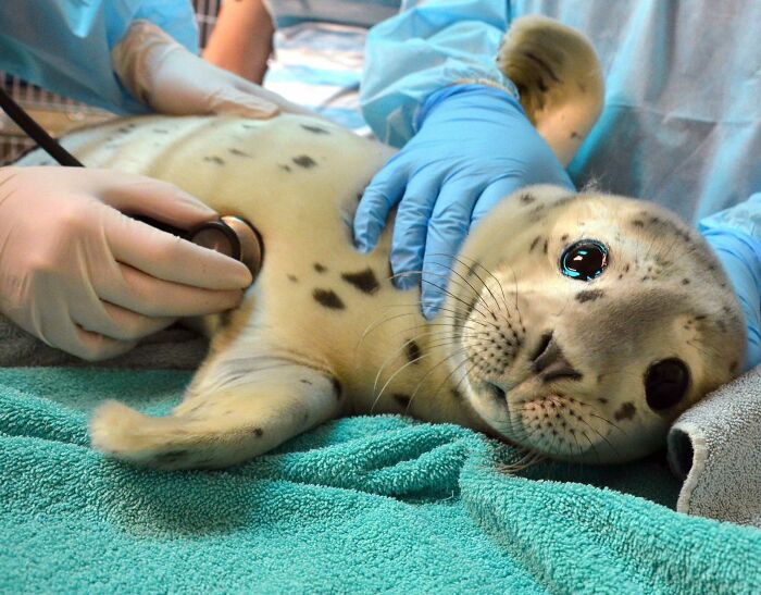 Adorable seal pup being examined by veterinarians in a clinical setting, showcasing cute and lovable animals.