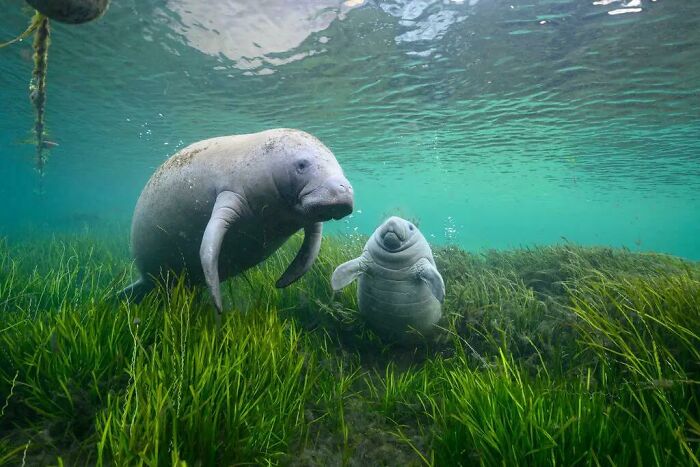 Two adorable manatees swimming underwater above green sea grass, showcasing adorable animals in their natural habitat.