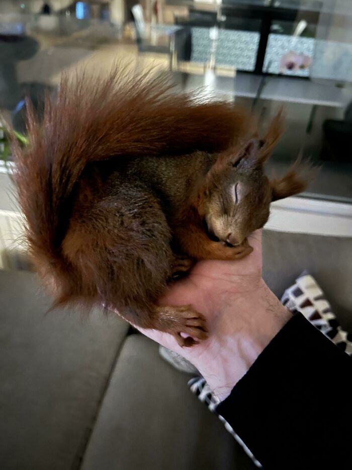 Sleeping adorable squirrel curled up in a person's hand showcasing cute animals that might brighten up your day.