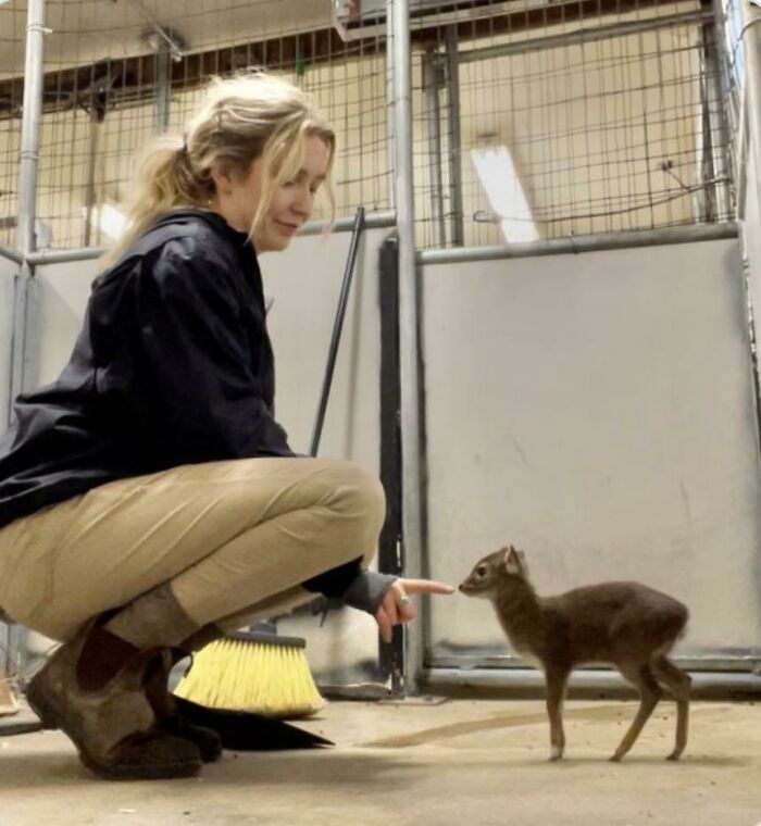 Woman in a black jacket gently touching an adorable baby animal inside an enclosure, showcasing adorable animal pics.