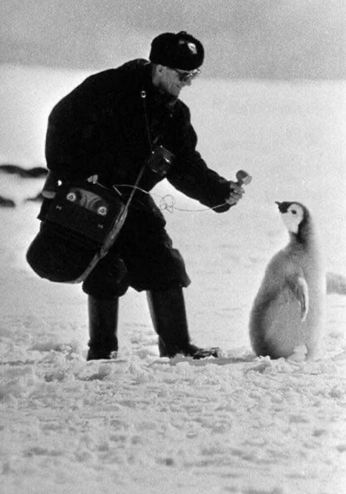 Person in cold gear interacting with an adorable penguin chick on snowy terrain in an animal pics collection.