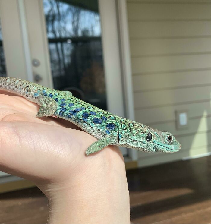 My Polka-Dotted Lizard, Metric