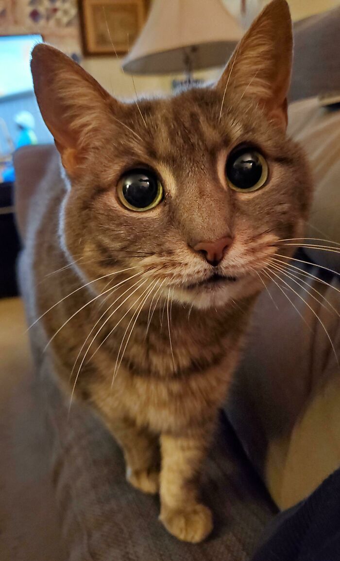 Hazy Was Wondering...if She Might Possibly...have Some Pets?