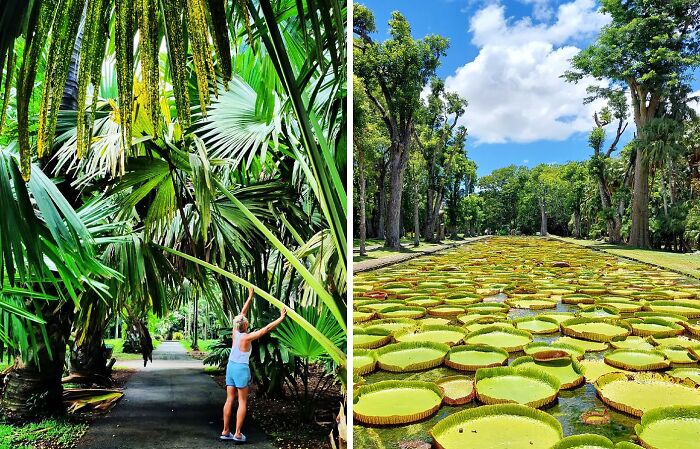 Lush greenery and giant water lilies in a vibrant setting showcasing famous gardens with tropical plants and clear blue skies.
