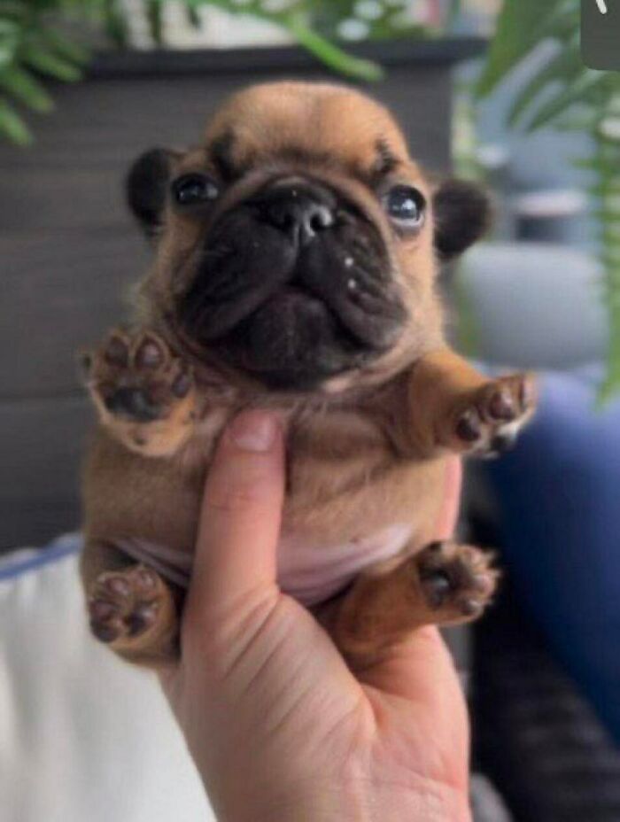 Cachorro pequeño sostenido en la mano mostrando patas y cara tierna en foto pura de perretes.