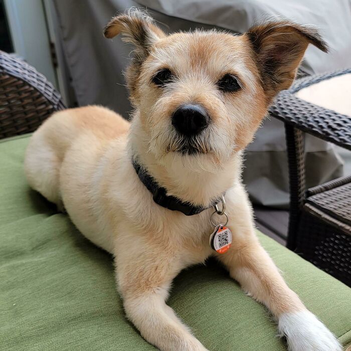 Small tan and white dog with a collar and tag lying on a green cushion, one of the cutest dogs ever.