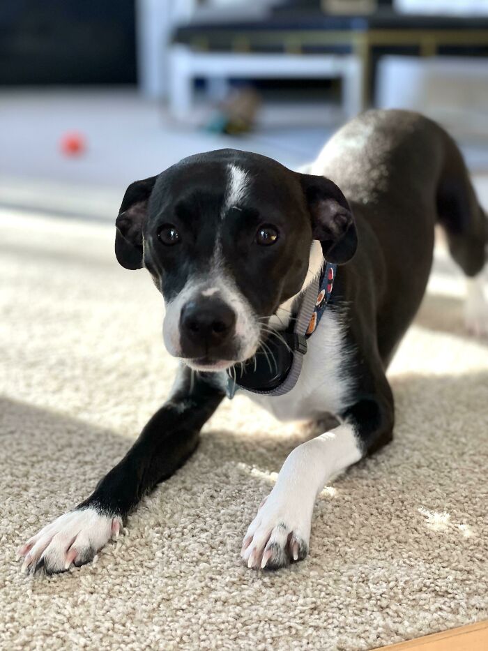 Black and white dog lying on carpet indoors, showcasing one of the cutest dogs ever with a curious expression.