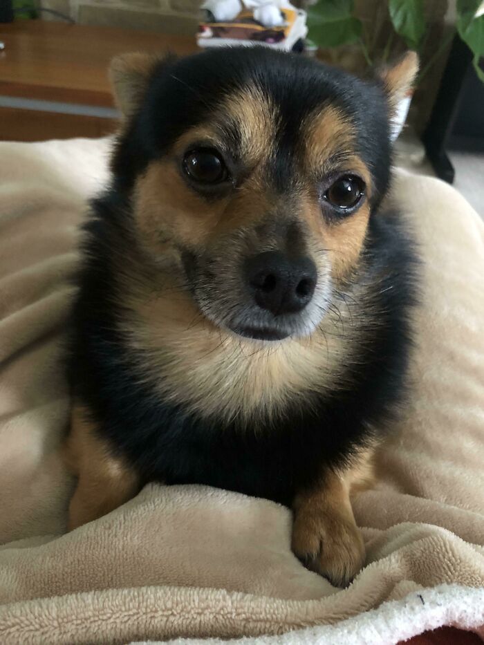 Small black and tan dog with expressive eyes resting on a soft beige blanket, one of the cutest dogs ever.