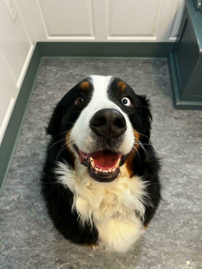 Happy Bernese Mountain Dog looking up with bright eyes and a big smile, one of the cutest dogs ever.