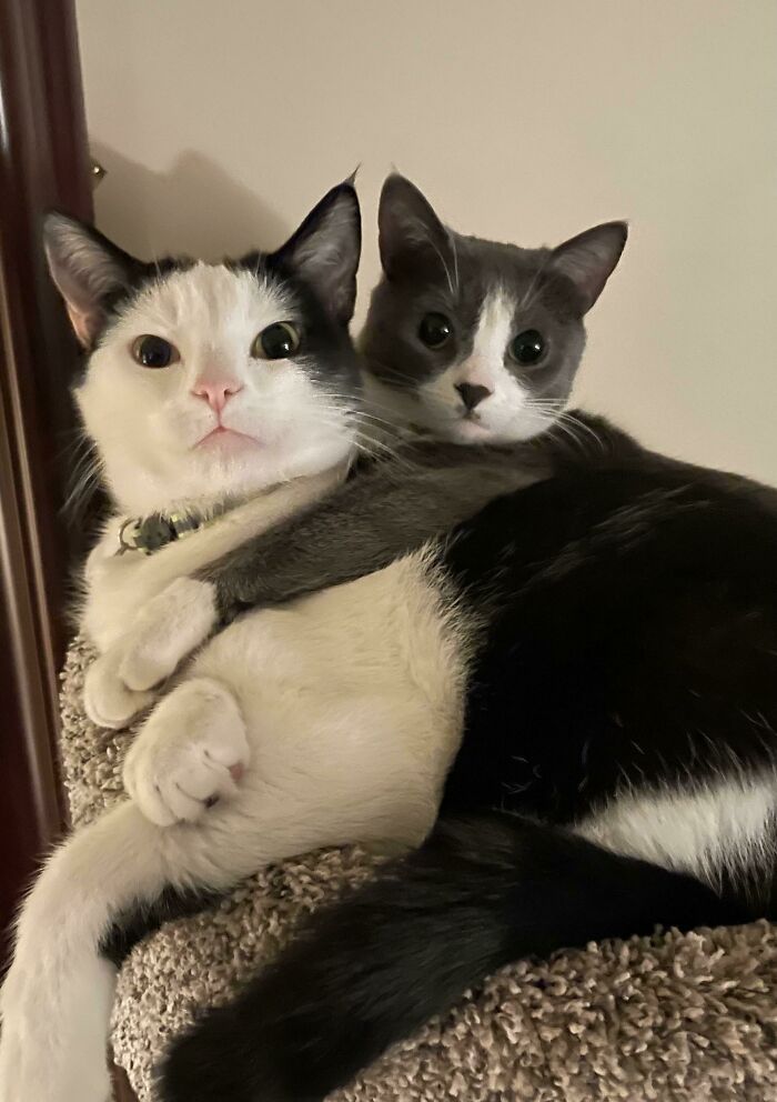 Two adorable cats cuddling closely on a carpeted perch, showcasing some of the cutest cats to melt your heart.