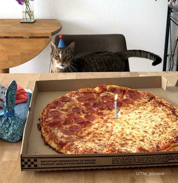 I Don’t Have Kids So I Threw My Kitty A Birthday Party