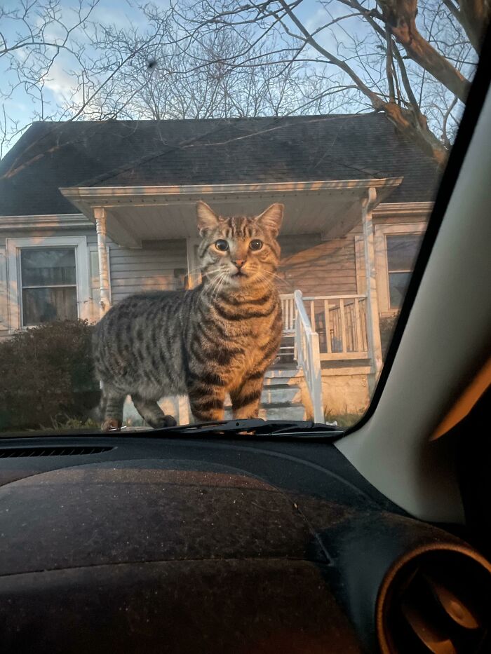 Leaving For Work? Without Feeding Me?!