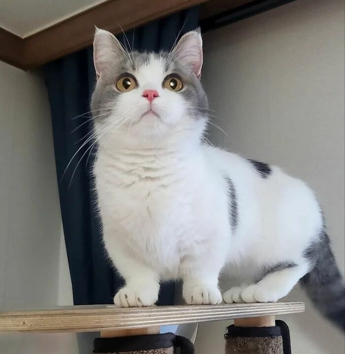 Unique cat breed with gray spots, perched on a scratching post, looking curious and attentive.