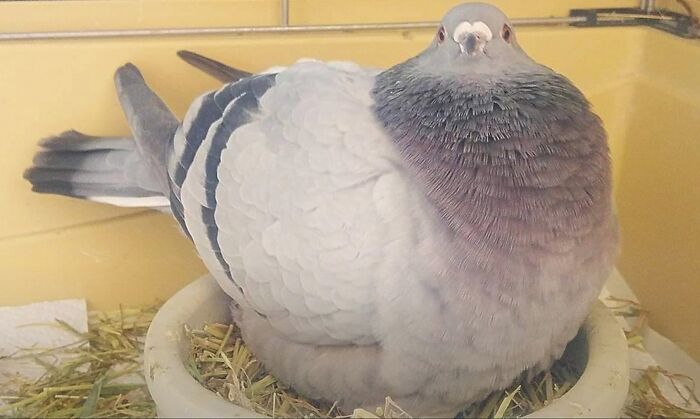 Pigeon puffed up and sitting in a nest, showcasing animals being their hilarious selves in a close-up view.