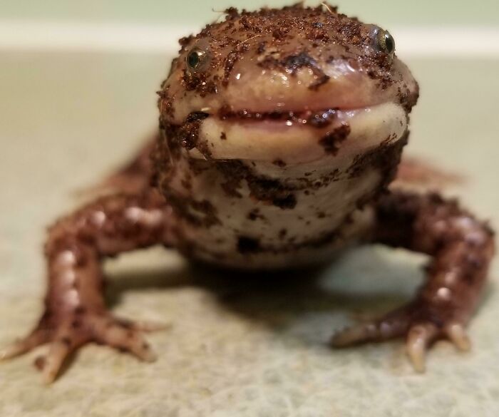Close-up of a muddy amphibian making a funny face, showcasing animals being their hilarious selves.