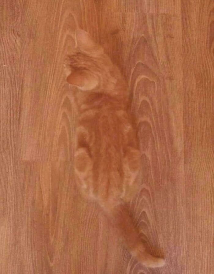 Truly The Perfect Camouflage!