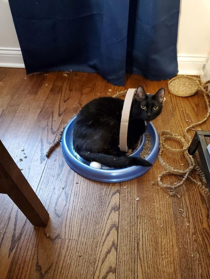 I Called My Wife To Ask Her If The Cat Liked His New Toy. She Sent Me This