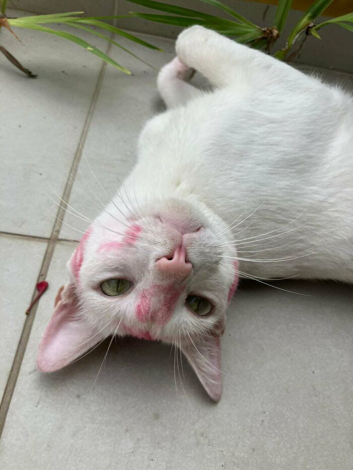 My Cat Showed Up At My House Like This Today. Apparently, We Have A Cat Lover In Our Street