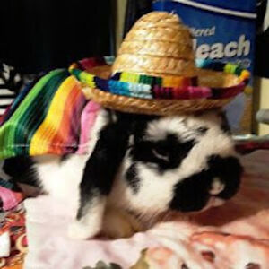 brandysuerochelle avatar