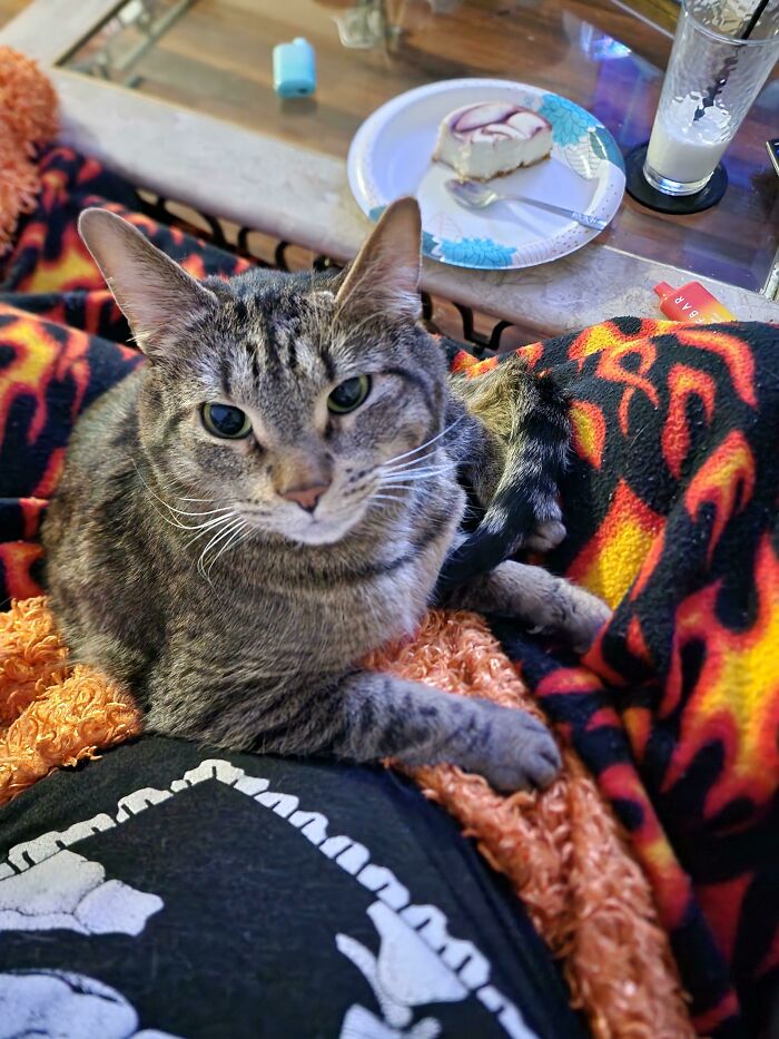 Tabby cat resting on a colorful blanket with a flame pattern, showing one of the cutest cats to melt your heart.
