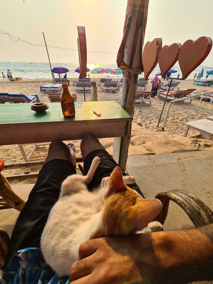 Cute cat resting on a person's lap at a beachside cafe with sun umbrellas and sea in the background.