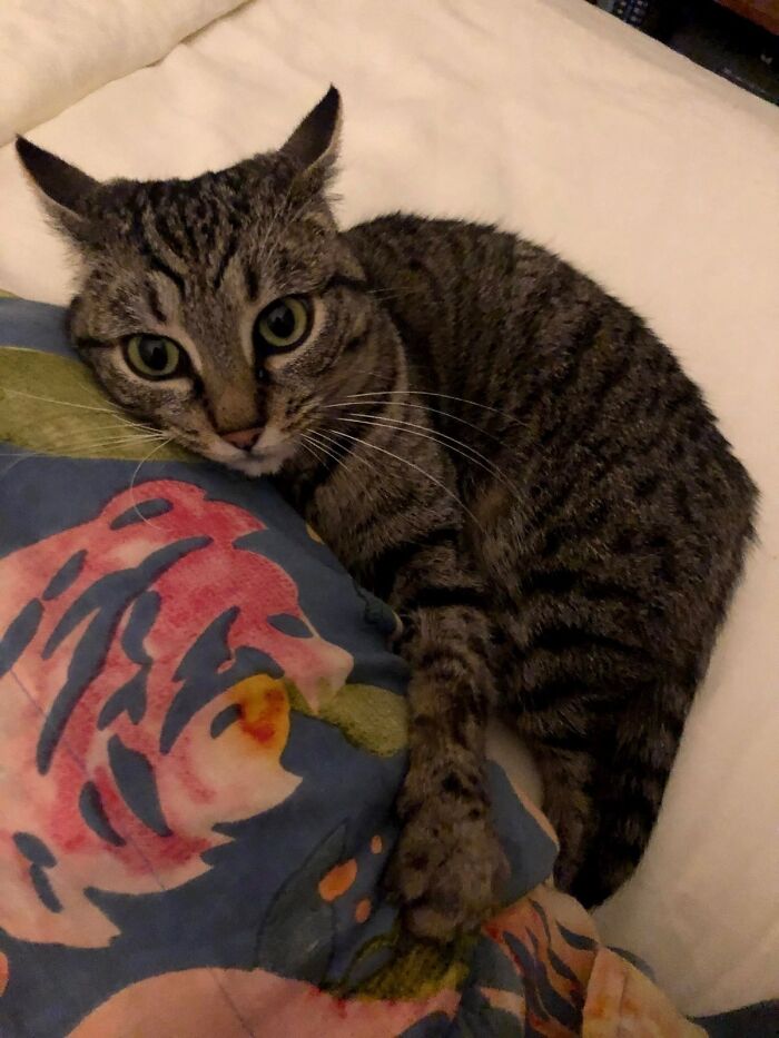 Tabby cat with large eyes lying on a floral pillow, showing one paw, cute cats to melt your heart.