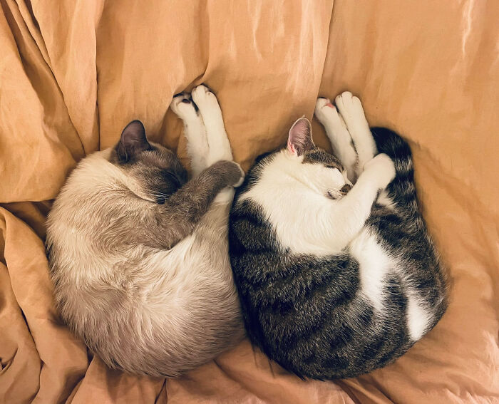 Two of the cutest cats curled up together on a soft blanket, showcasing adorable and heart-melting poses.