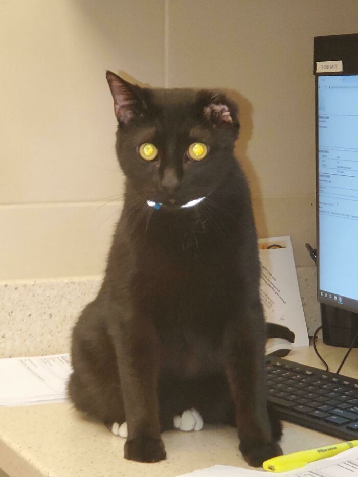 Black cat with bright yellow eyes sitting on a desk near a computer keyboard, showcasing one of the cutest cats ever.