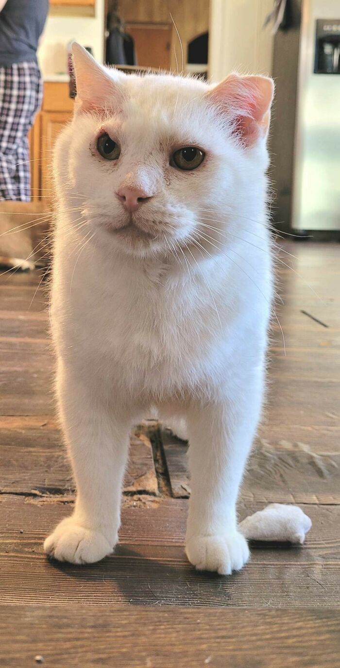 White cat with green eyes standing on wooden floor, one ear slightly folded, one paw raised, indoor setting.