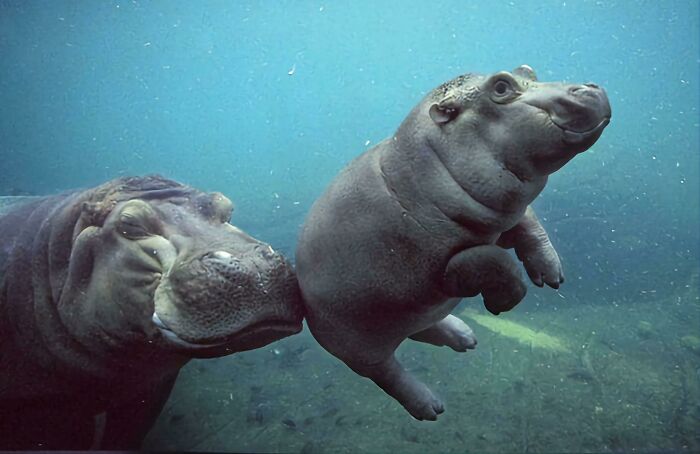 Two adorable hippos underwater, with one gently nudging the other, showcasing cute animal moments to brighten your mood.