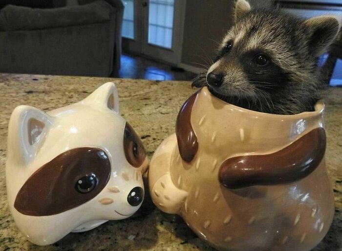 Baby raccoon sitting inside an animal-shaped mug next to a raccoon-themed container, showcasing adorable animals.