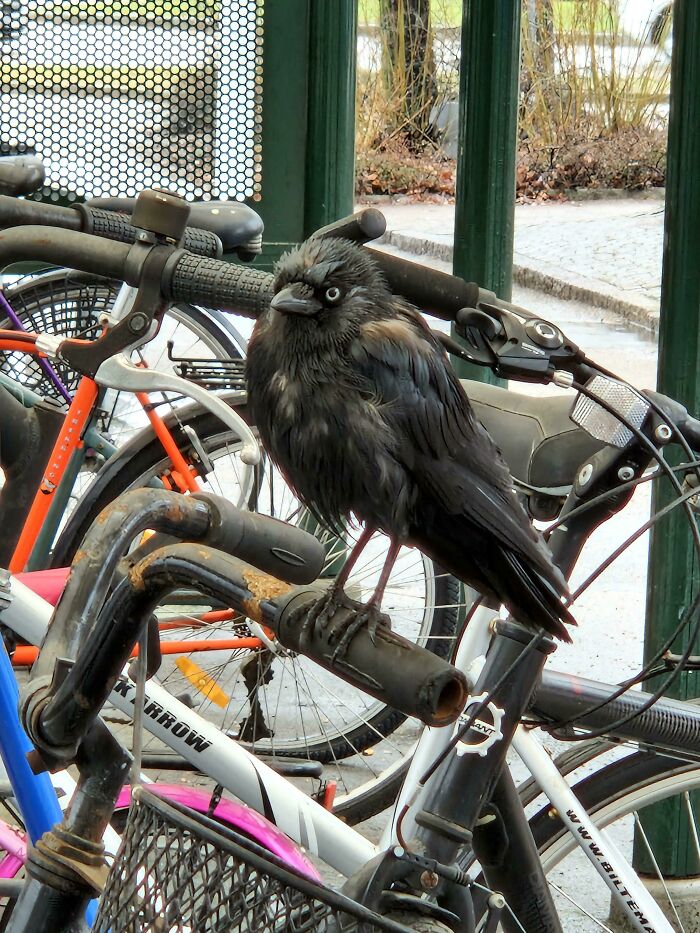 Black bird perched on a bicycle handlebar in an urban setting, one of the adorable animals that might brighten up your day.