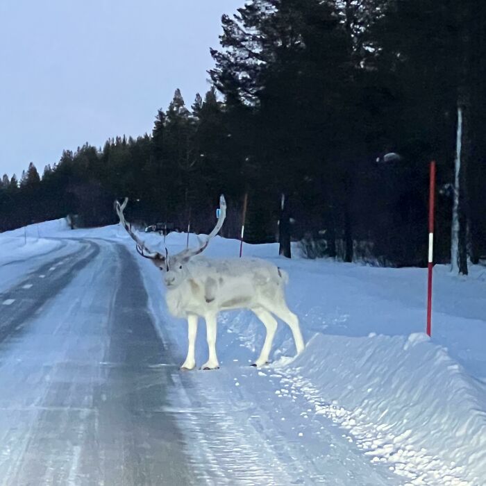 Saw This Beauty Yesterday😍 [oc]