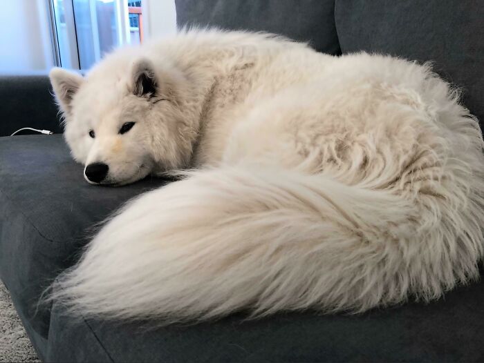 Fluffy white dog resting on a gray couch, showcasing one of the cutest dogs ever in a cozy indoor setting.