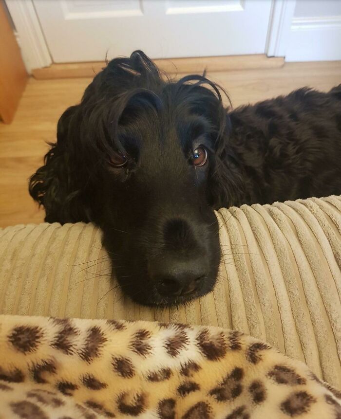 Black dog with curly fur resting head on beige corduroy couch, one of the cutest dogs ever in a cozy home setting.
