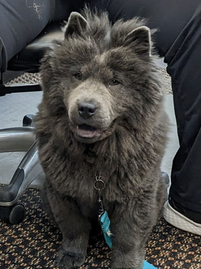 Fluffy brown dog with thick fur sitting indoors on a patterned carpet, one of the cutest dogs ever.