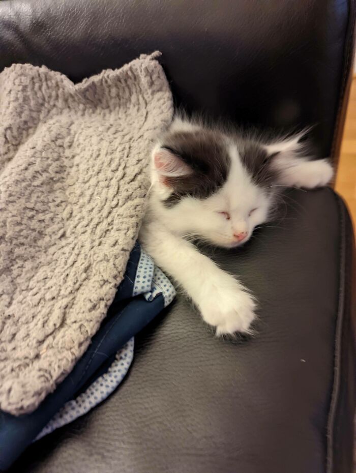 In My 40s. Got My First Ever Pet Last Year