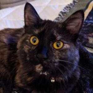 kathysiegler1 avatar