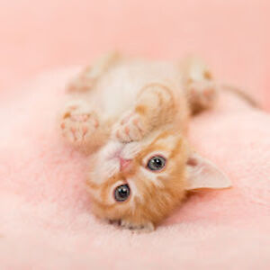 elisekenagy-student avatar